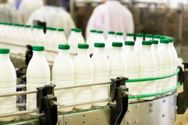 تولید شیر الاغ عمده با کیفیت عالی
