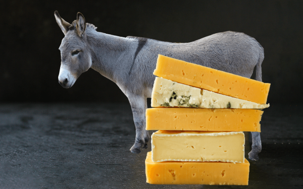 تولید پنیر الاغ مرغوب